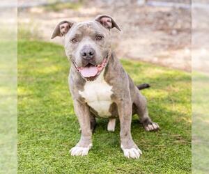 American Pit Bull Terrier Dogs for adoption in Camarillo, CA, USA