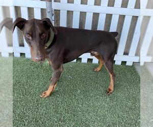 Medium Photo #1 Doberman Pinscher Puppy For Sale in Modesto, CA, USA