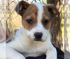 German Shorthaired Pointer-Unknown Mix Dogs for adoption in Yardley, PA, USA