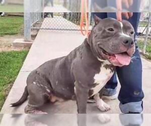 Bullypit Dogs for adoption in Houston, TX, USA