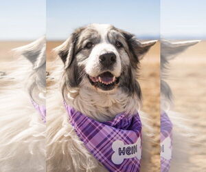 Anatolian Shepherd-Great Pyrenees Mix Dogs for adoption in PEYTON, CO, USA