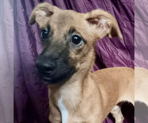 Mutt Dogs for adoption in Jefferson, NJ, USA