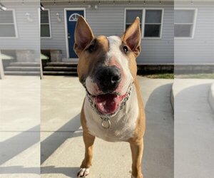 Bull Terrier Dogs for adoption in Rockaway, NJ, USA