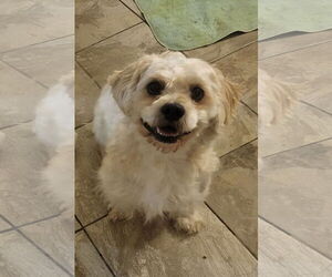 Mutt Dogs for adoption in Iroquois, IL, USA