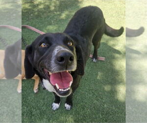 Labrador Retriever-Unknown Mix Dogs for adoption in Lakewood, CO, USA
