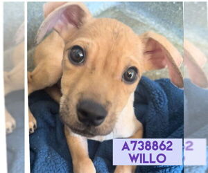 Mutt Dogs for adoption in San Antonio, TX, USA
