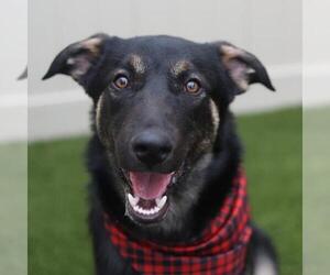 German Shepherd Dog-Unknown Mix Dogs for adoption in San Antonio, TX, USA