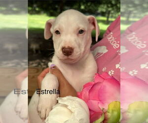 American Pit Bull Terrier-Unknown Mix Dogs for adoption in Oak Bluffs, MA, USA