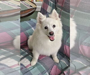American Eskimo Dog Dogs for adoption in Pikesville, MD, USA