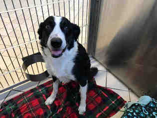 Border Collie Dogs for adoption in Canfield, OH, USA