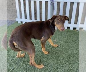 Doberman Pinscher Dogs for adoption in Modesto, CA, USA