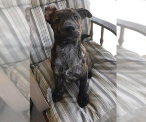 Labrador Retriever-Unknown Mix Dogs for adoption in Brighton, TN, USA