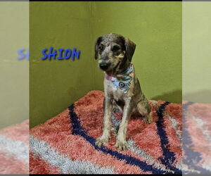 Poodle (Miniature)-Unknown Mix Dogs for adoption in Virginia Beach, VA, USA