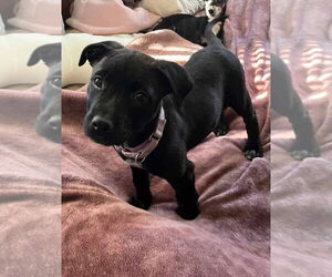 American Pit Bull Terrier-Unknown Mix Dogs for adoption in Catasauqua, PA, USA