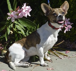 Chihuahua-Unknown Mix Dogs for adoption in Campbell, CA, USA
