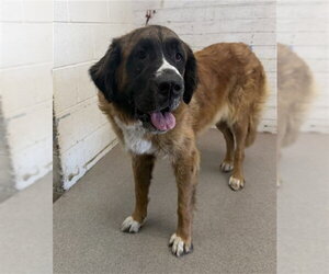 Saint Bernard Dogs for adoption in San Bernardino, CA, USA