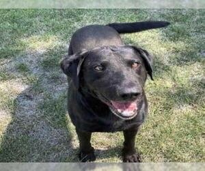 Labrador Retriever Dogs for adoption in Oakdale, CA, USA
