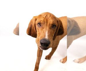 Small Redbone Coonhound