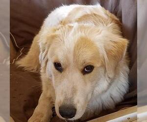 Brittany-Great Pyrenees Mix Dogs for adoption in Whitewright, TX, USA