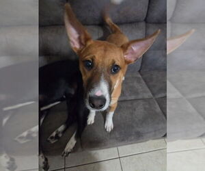 Mutt Dogs for adoption in Brewster, NY, USA