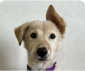 Mutt Dogs for adoption in San Ramon, CA, USA