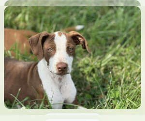 German Shorthaired Pointer-Unknown Mix Dogs for adoption in MIDWAY, UT, USA