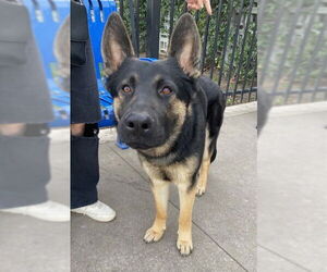 German Shepherd Dog Dogs for adoption in Stockton, CA, USA
