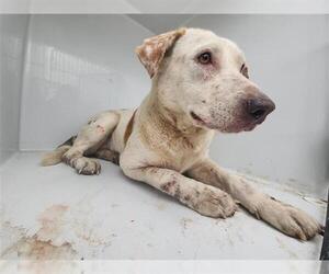 Staffordshire Bull Terrier-Unknown Mix Dogs for adoption in Houston, TX, USA