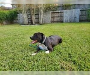 American Pit Bull Terrier-Labrador Retriever Mix Dogs for adoption in Missouri City, TX, USA