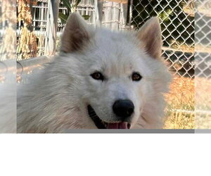 Siberian Husky-Unknown Mix Dogs for adoption in Sacramento, CA, USA