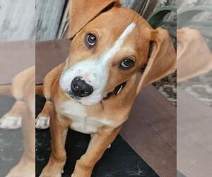 Mutt Dogs for adoption in Alexander, AR, USA