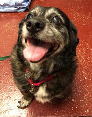 Medium Photo #1 Basset Hound-Unknown Mix Puppy For Sale in Fargo, ND, USA