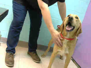 Golden Retriever Dogs for adoption in Lufkin, TX, USA