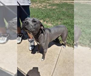 American Staffordshire Terrier-Unknown Mix Dogs for adoption in San Antonio, TX, USA