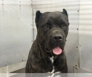 Mutt Dogs for adoption in San Bernardino, CA, USA