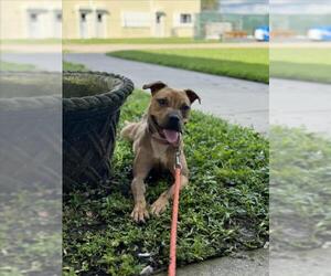 American Pit Bull Terrier Dogs for adoption in Vero Beach, FL, USA
