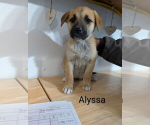 Mutt Dogs for adoption in Chinook, MT, USA