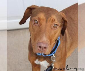 Doberman Pinscher-Unknown Mix Dogs for adoption in Cheyenne, WY, USA
