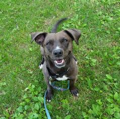 Dachshund Dogs for adoption in Dedham, MA, USA