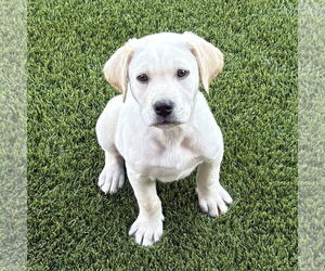 Labrador Retriever Dogs for adoption in Fort Worth, TX, USA