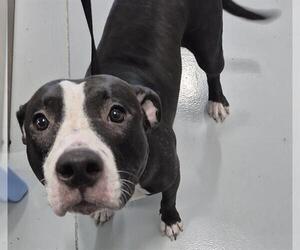 American Pit Bull Terrier-Unknown Mix Dogs for adoption in Temple, TX, USA