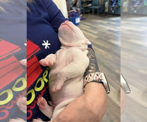 American Staffordshire Terrier Dogs for adoption in Blairsville, GA, USA