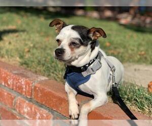 Boston Huahua Dogs for adoption in Santa Clara, CA, USA