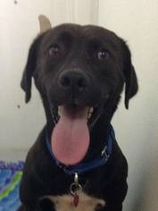 Labrador Retriever Dogs for adoption in Tonawanda, NY, USA