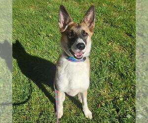 Siberian Husky Dogs for adoption in Sacramento, CA, USA