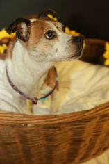 Rat Terrier-Unknown Mix Dogs for adoption in Tonawanda , NY, USA