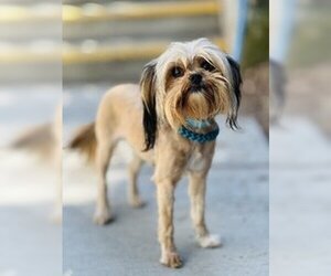 Shih Tzu Dogs for adoption in Salinas, CA, USA