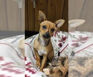 Chihuahua Dogs for adoption in Parlier, CA, USA