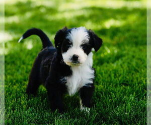 Border Collie-Unknown Mix Dogs for adoption in Sandy, UT, USA