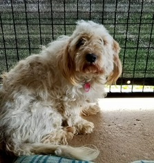 Cavachon Dogs for adoption in Red Lion, PA, USA